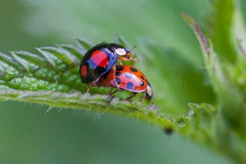 Asian ladybirds (Coccinellidae) mating