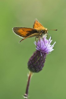 Large skipper (Ochlodes sylvanus)