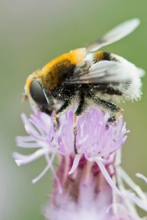 White-tailed Bumblebee (Bombus lucorum)