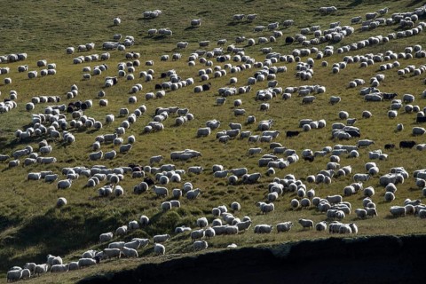 Domestic sheep (Ovis aries)