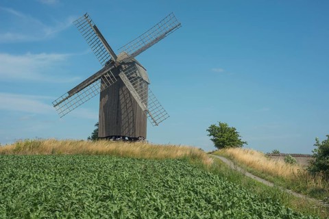 Old windmill build in 1792 at country road and field of sugar beets at Jordberga
