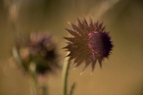 Nodding thistle Carduus nutans)