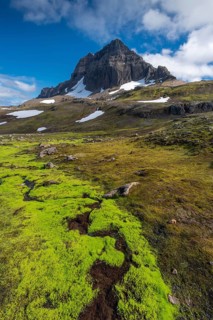 Green aquatic moss (Fontinalis antipyretica)