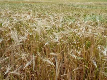 Grain field in the Rundlingsdorf Meuchelfitz