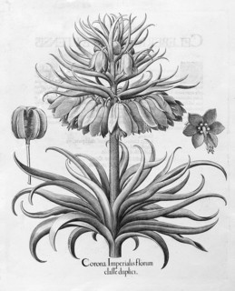Crown imperial (Fritillaria imperialis)