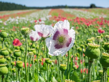 Poppy field