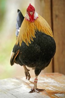 Bantam