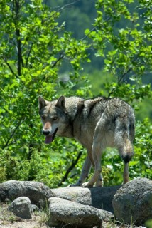 European Gray wolf (Canis lupus) running for cover