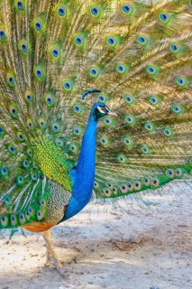 Peacock Indian peafowl (Pavo cristatus) beats wheel