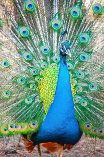 Peacock Indian peafowl (Pavo cristatus) beats wheel
