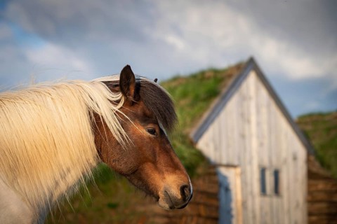 Icelandic horse (Equus islandicus) in evening light in front of horse stable in original peat construction