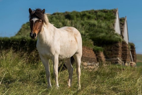 Icelandic horse (Equus islandicus) in front of horse stable and tool shed in original peat construction