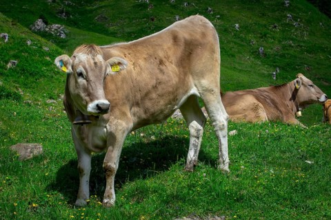 Tyrolean grey cattle on a pasture