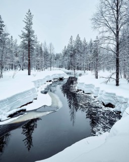 Icy river with spruces and snow
