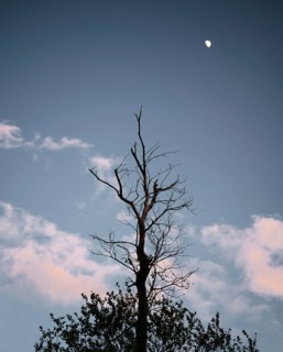 Lone tree with moon and clouds at sunset at viewpoint Ilmenauer Balkon