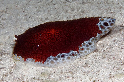 White-red Pleurobranchus flank gill crawls over sand gurnd