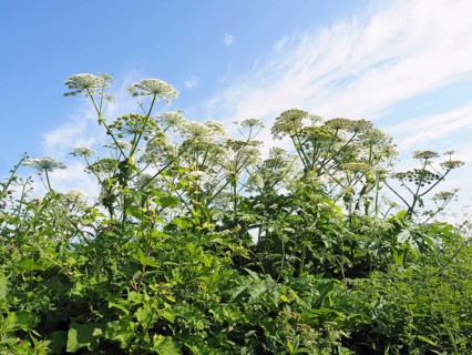 Giant hogweed (Heracleum mantegazzianum)