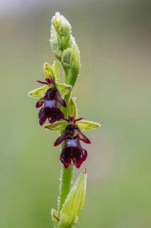 Fly orchid (Ophrys insectifera)
