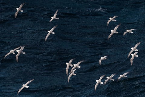 Northern fulmars (Fulmarus glacialis) in flight