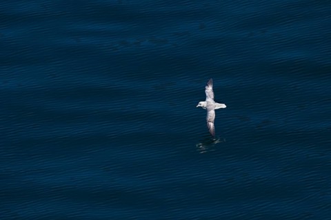 Northern fulmar (Fulmarus glacialis) in flight