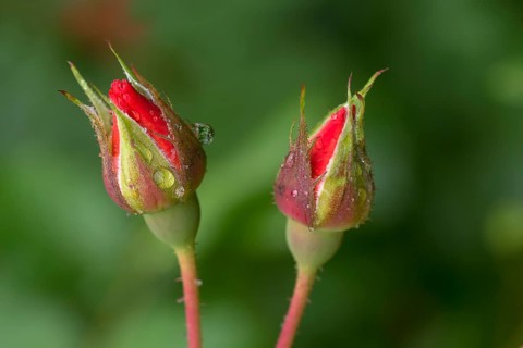 Rosebuds (Rosa)