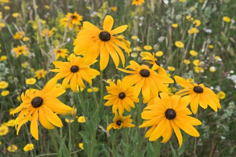 Flower meadow with black-eyed Susan (Rudbeckia hirta)