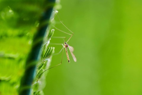 Crane fly (Tipulidae) on male fern (Dryopteris filix-mas)
