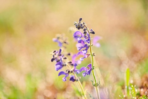 Meadow clary (Salvia pratensis) blooming in a meadow