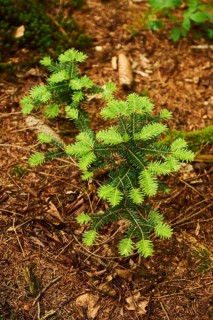 European silver fir (Abies alba) or silver fir tree growing in a forest