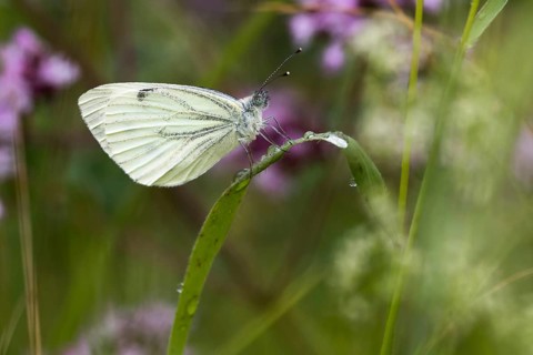 Green-veined white (Pieris napi)