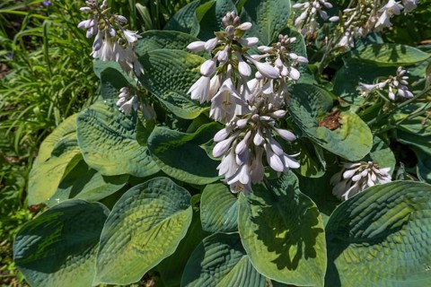 Flowering Hosta