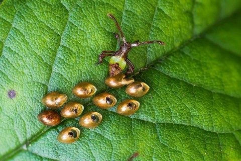 Box bug (Gonocerus acuteangulatus)