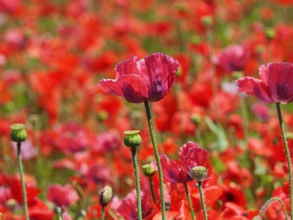 Poppy blossom