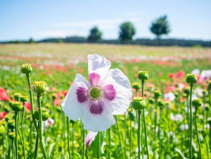 Poppy blossom