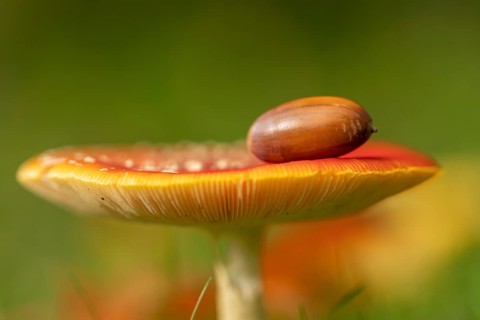 Acorn on the cap of a Amanita Amanita muscaria (muscaria) Amanita