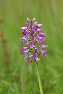Military orchid (Orchis militaris)