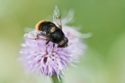 Volucella bombylans (Volucella bombylans)