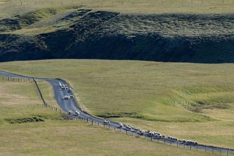 Sheep Drive or Rettir
