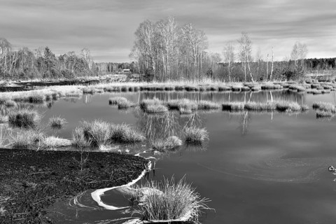 Ice-covered pond with pond rushes (Schoenoplectus lacustris) in mire landscape