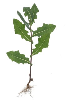 Prickly lettuce Lactuca serriola (Lactuca serriola) on white background