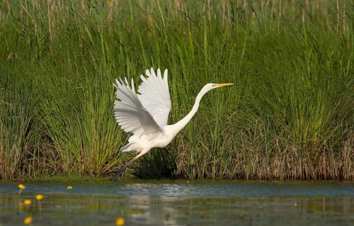 Great egret (Ardea alba)