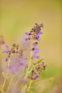 Meadow clary (Salvia pratensis) blooming in a meadow