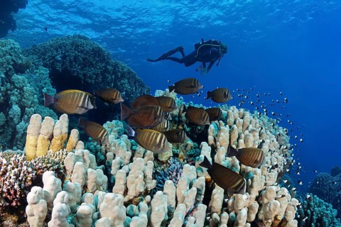 Diver observes shoal of sailfin Desjardin's sailfin tang (Zebrasoma desjardinii) on reef with various stony corals (Scleractinia) Red Sea