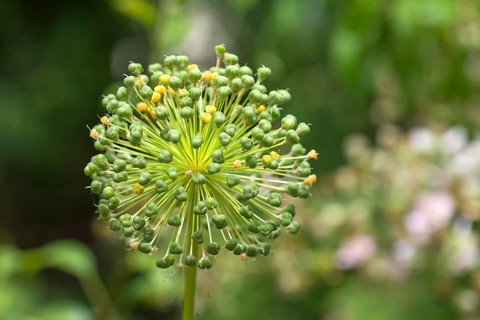 Seed stand of ornamental garlic (Allium)