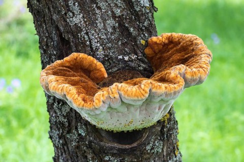 Shaggy bracket (Inonotus hispidus) on apple tree
