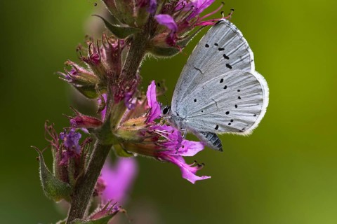 Holly Blue (Celastrina argiolus) on Purple loosestrife (Lythrum salicaria)