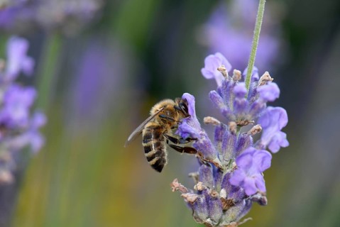 Honey bee (Apis mellifera)