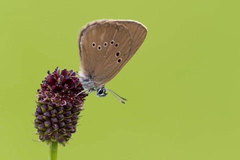 Dusky large blue (Glaucopsyche nausithous) on great meadow-blue (Sanguisorba officinalis)