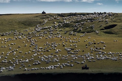 Domestic sheep (Ovis aries)