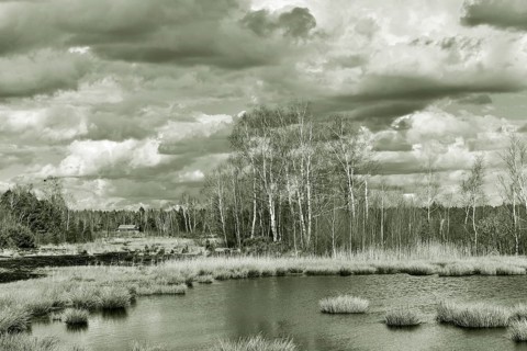 Pond with pond rushes (Schoenoplectus lacustris) in mire landscape